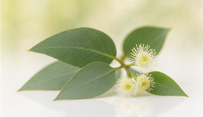 Hojas y flores frescas de eucalipto utilizadas en aromaterapia con aceites esenciales para el bienestar.