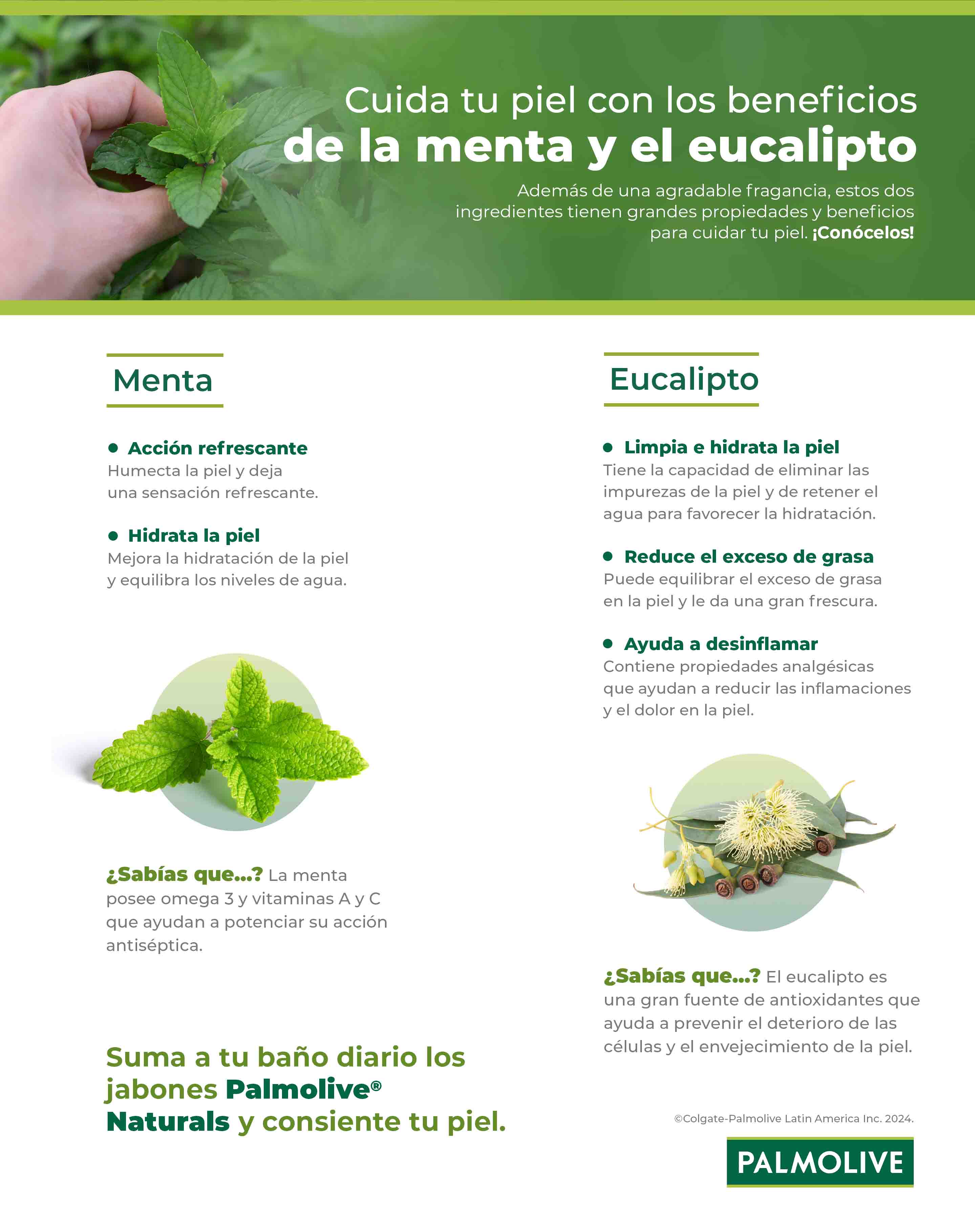 Beneficios para tu piel de la menta y eucalipto
