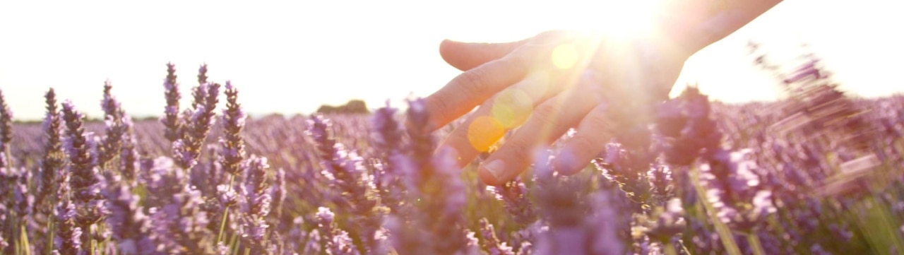Campo de lavanda