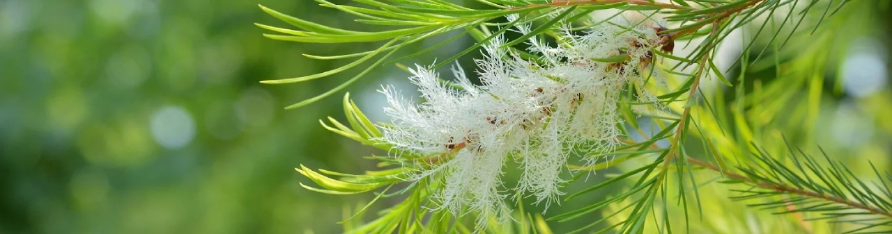 usos-y-beneficios-del-arbol-de-te Hojas del árbol de té