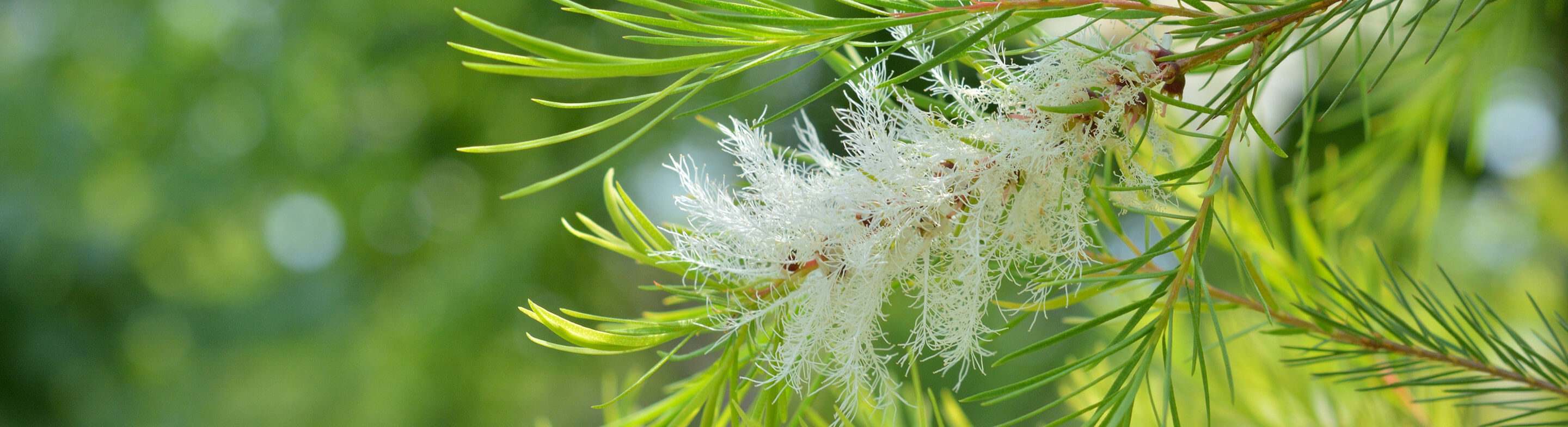 Hojas del árbol de té