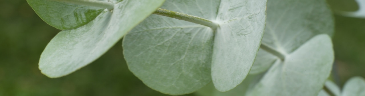tallo de eucalipto joven con sus hojas glaucas redondas