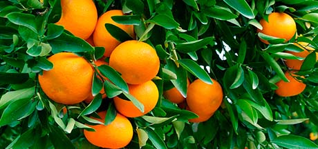 mandarino con mandarinas maduras
