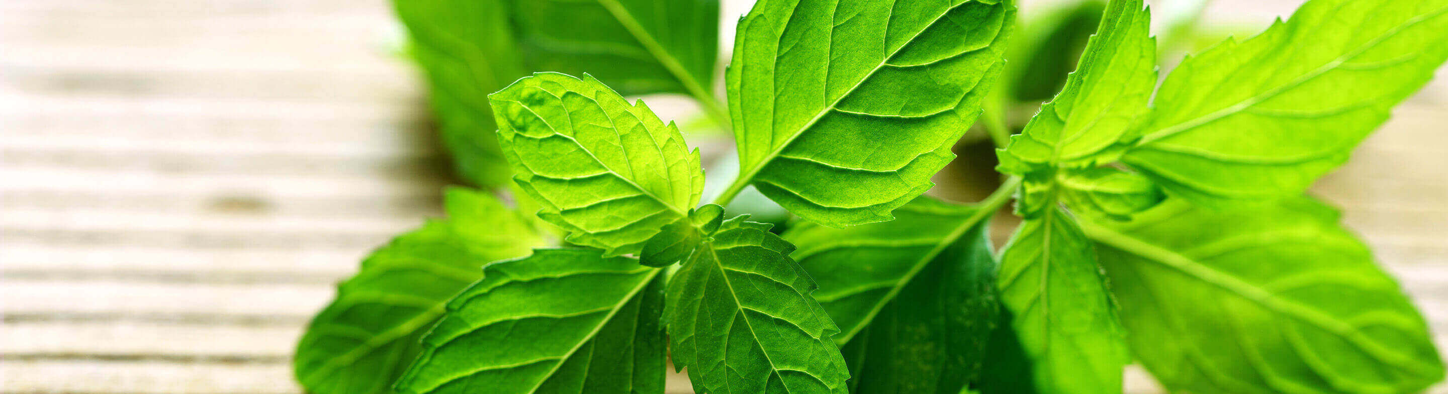 Planta de menta, ingrediente natural para la piel