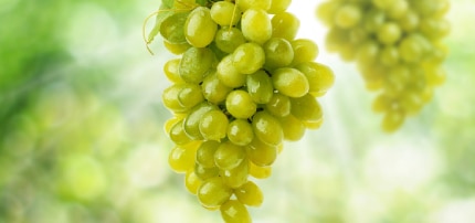 uvas