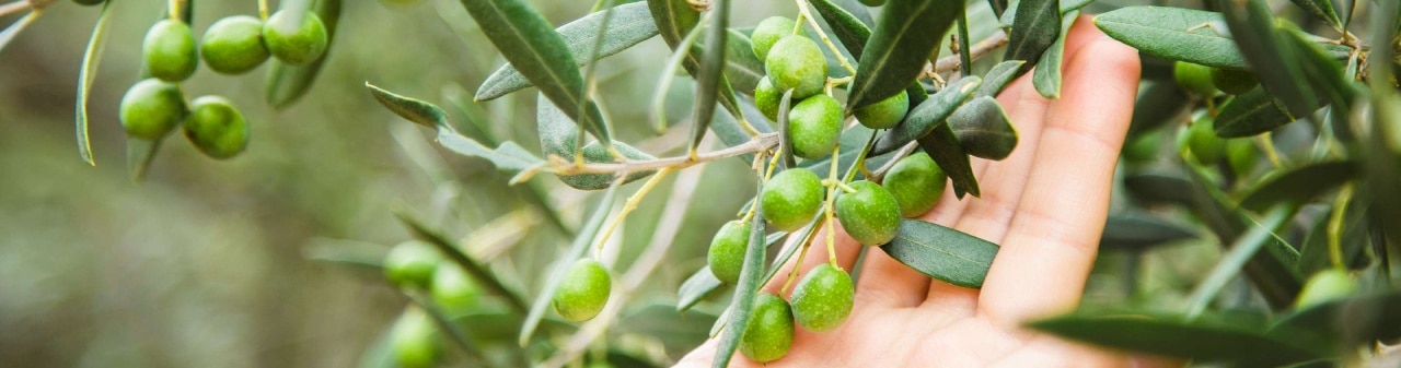 manos recogen aceitunas del árbol