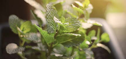 menta