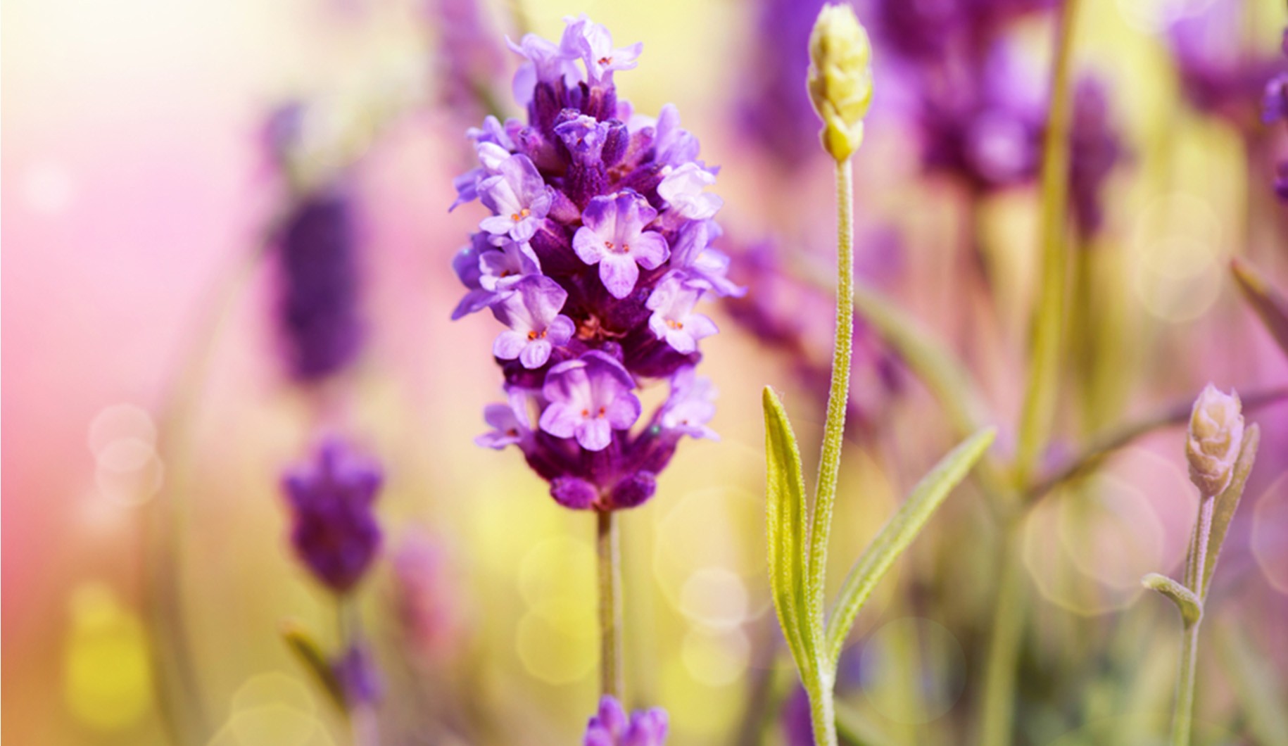 Planta de lavanda