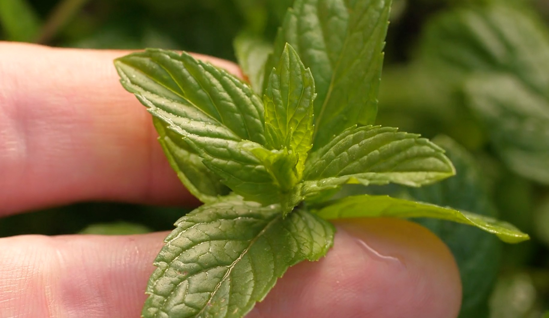 Planta de menta