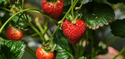 mascarilla de fresas y avena para exfoliar tu piel