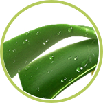 Aloe Aloe