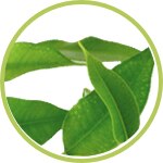 Aceite de árbol de Té Aceite de árbol de Té