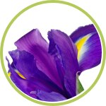 Iris Iris