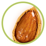 Almendra Semilla de almendra natural con borde verde, destacando uno de los ingredientes clave del jabón Palmolive Exfoliación Diaria