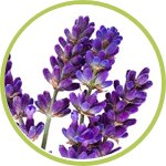 lavanda lavanda